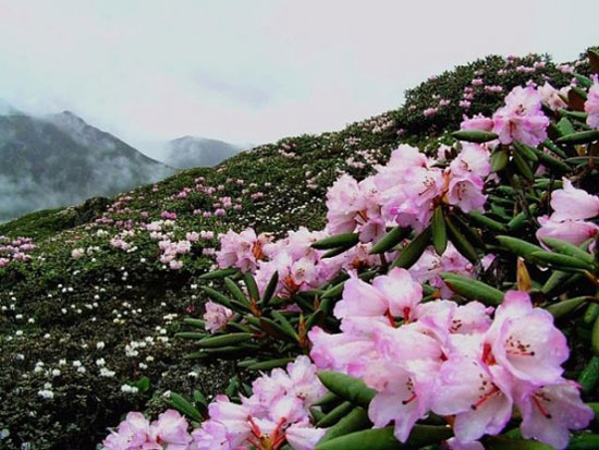 高山杜鵑